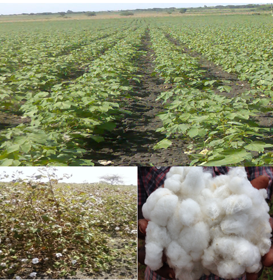 UZALISHAJI NA HATUA ZA UCHAKATAJI WA PAMBA 